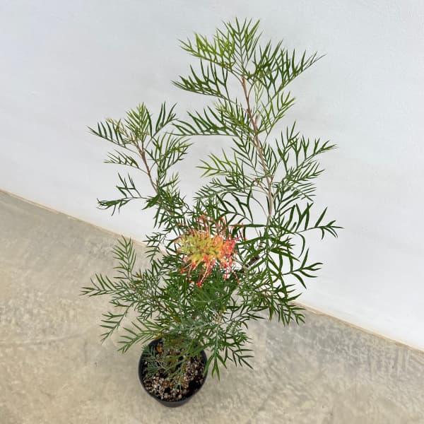 グレビレア:ココナッツアイス 5号鉢植え