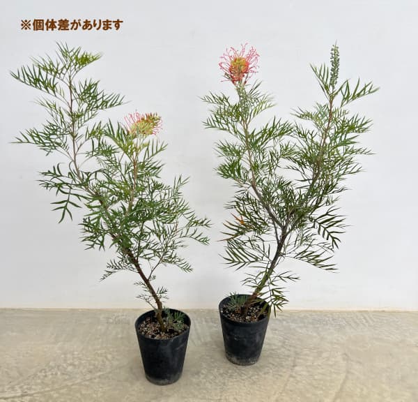 グレビレア:ココナッツアイス 5号鉢植え