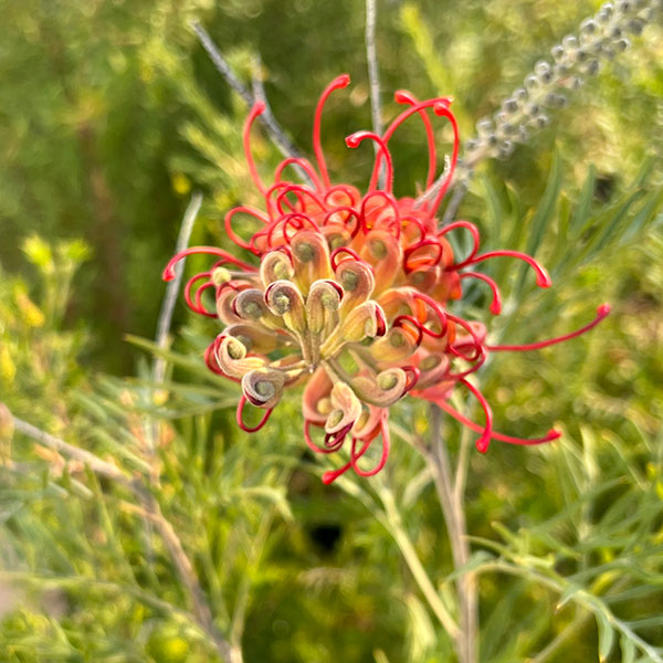 グレビレア　ココナッツアイス　ルートプラスポット入り/ 512 グレビレア ココナッツアイス ルートプラスポット入り/ 512 園芸ネット