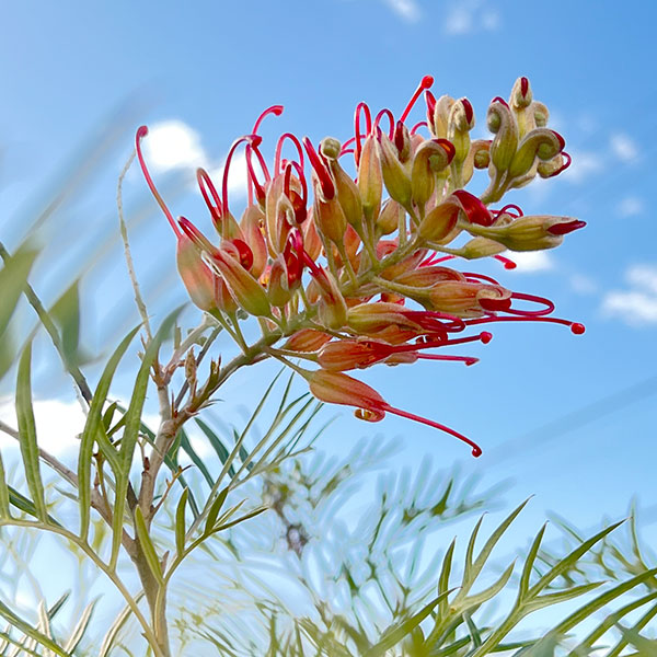 園芸ネット本店｜グレビレア：ココナッツアイス 5号鉢植え の通販【公式】