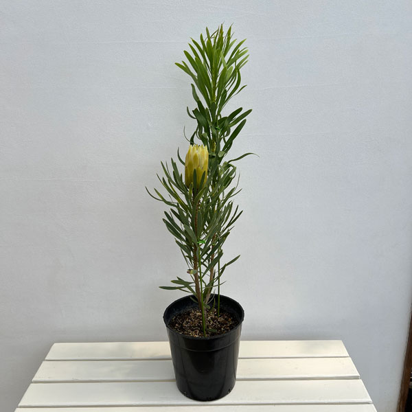 プロテア:ハニーグロー 7号鉢植え