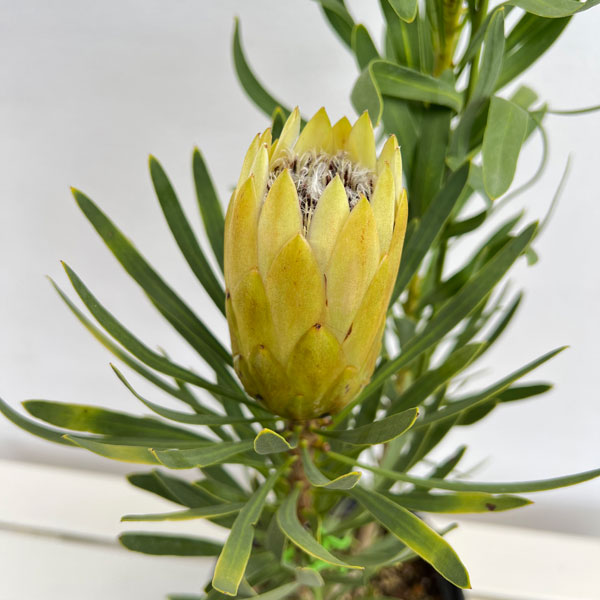 プロテア:ハニーグロー 7号鉢植え