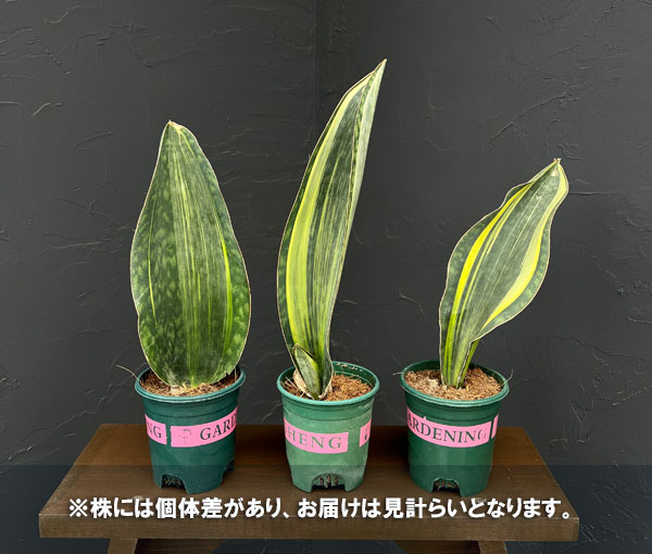園芸ネット本店｜サンセベリア：マッソニアーナ（斑入り） 3.5号ポット