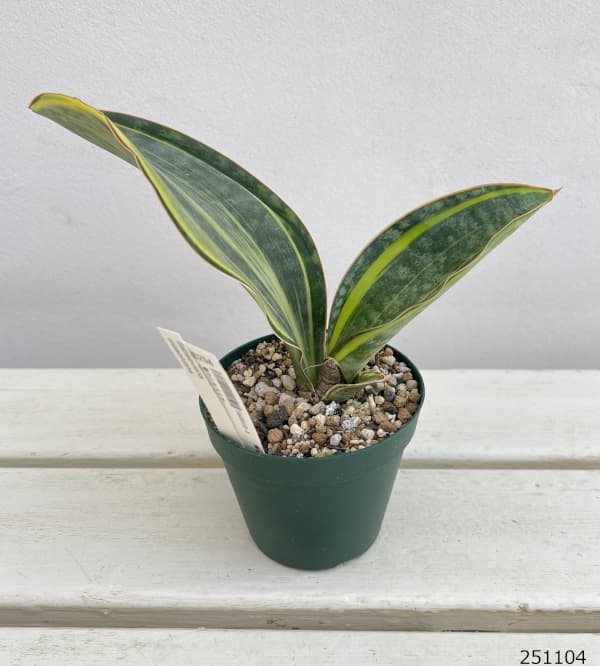 サンセベリア：マッソニアーナ（斑入り）  3号ポット