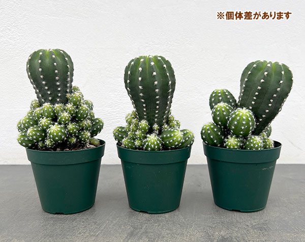 サボテン:エキノプシス フォルモーサ 3号硬質ポット