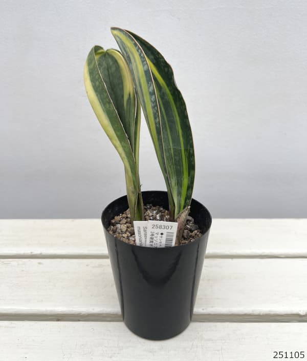 サンセベリア：マッソニアーナ（斑入り）  3号硬質ポット25-06