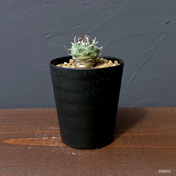 ツルビニカルプス:sp 2.5号鉢植え