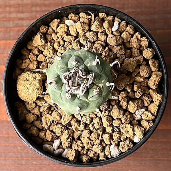 ツルビニカルプス:sp 2.5号鉢植え
