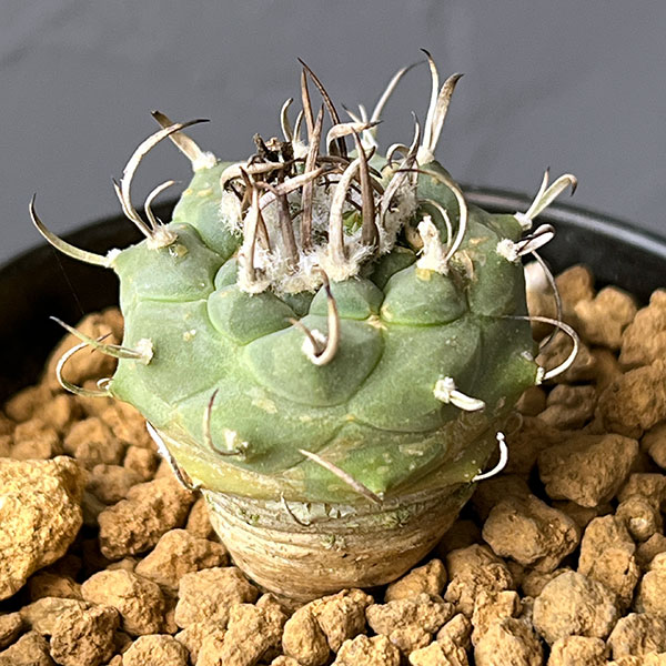 ツルビニカルプス:sp 2.5号鉢植え