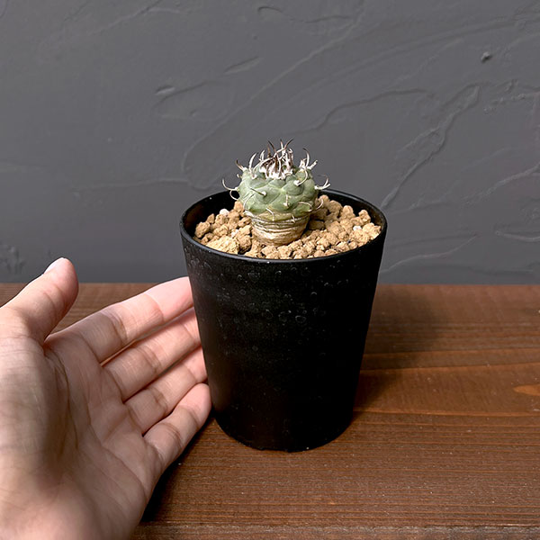 ツルビニカルプス:sp 2.5号鉢植え