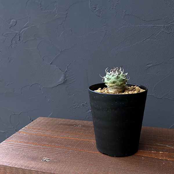 ツルビニカルプス:sp 2.5号鉢植え