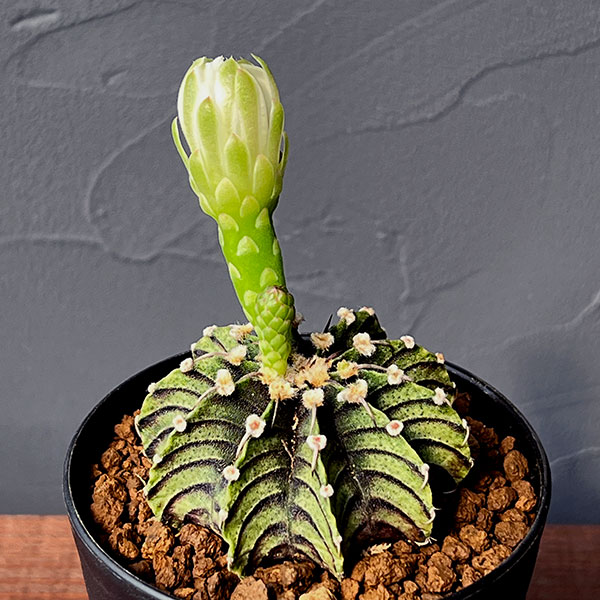 園芸ネット本店｜ギムノカリキウム：フリードリヒ LB2178 2.5号鉢植え