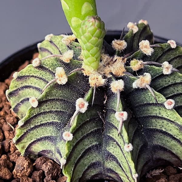 園芸ネット本店｜ギムノカリキウム：フリードリヒ LB2178 2.5号鉢植え