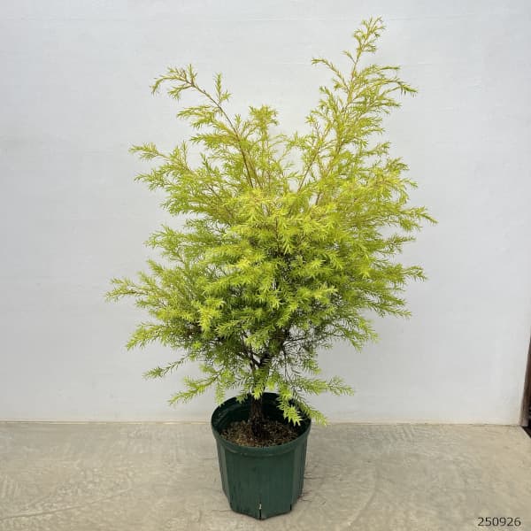 (わけあり特価)メラレウカ(メラウニカ):レボリューションゴールド8号鉢植え