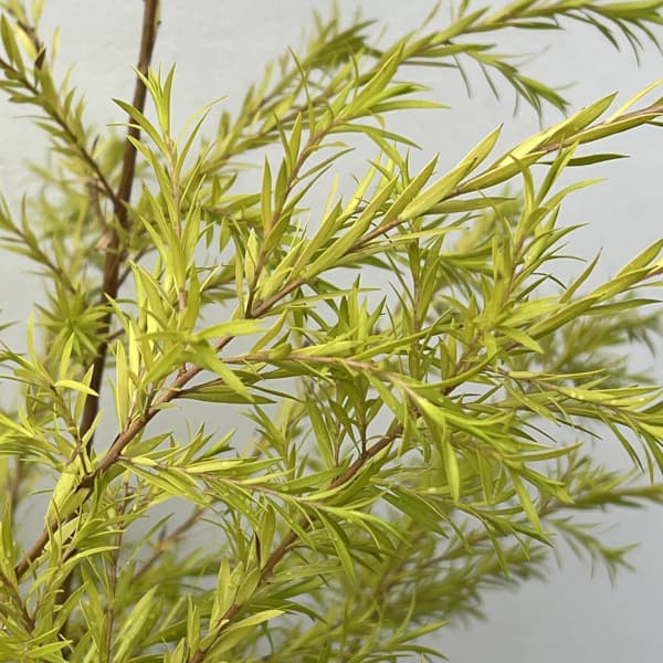 (わけあり特価)メラレウカ(メラウニカ):レボリューションゴールド8号鉢植え