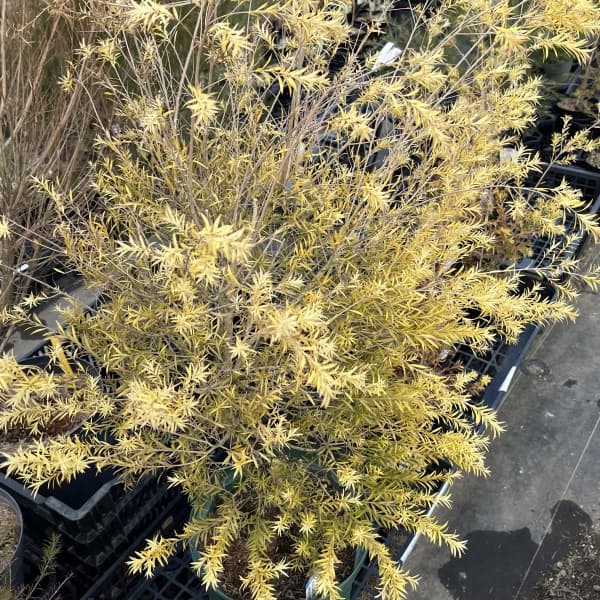 (わけあり特価)メラレウカ(メラウニカ):レボリューションゴールド8号鉢植え