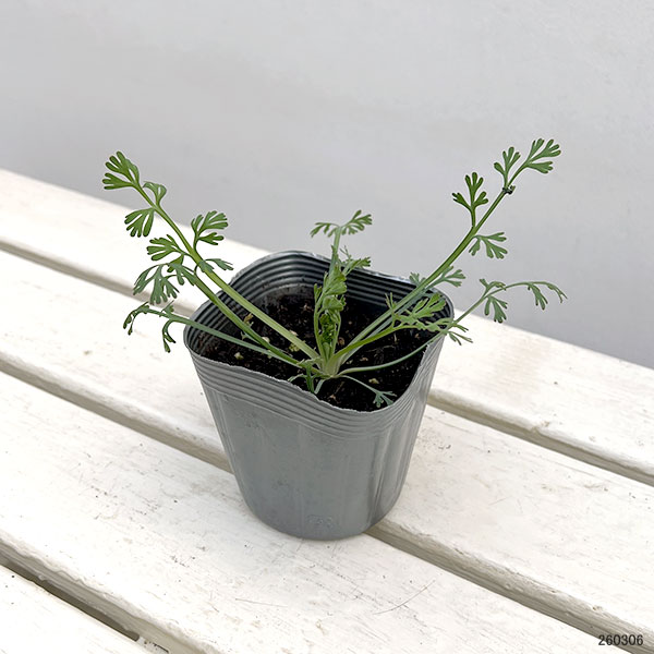 カリフォルニアポピー：シルクローズシフォン3.5号ポット