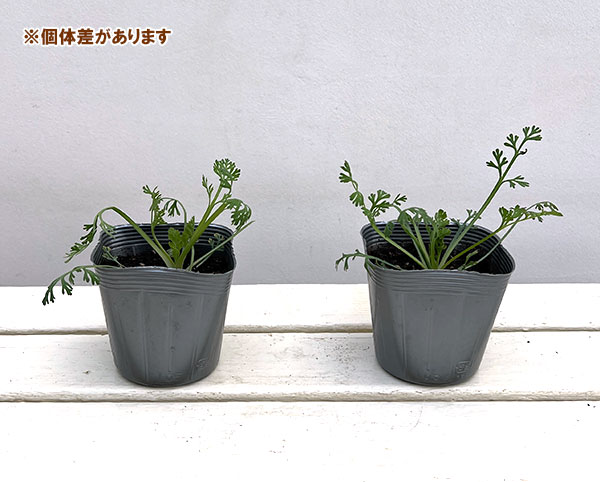 カリフォルニアポピー：シルクローズシフォン3.5号ポット