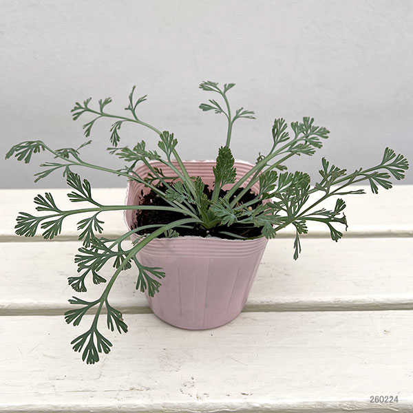 カリフォルニアポピー：ピーチソーベット3.5号ポット