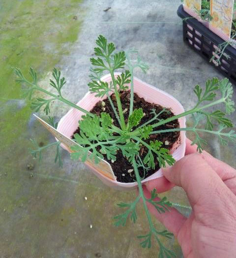 カリフォルニアポピー：ピーチソーベット3.5号ポット