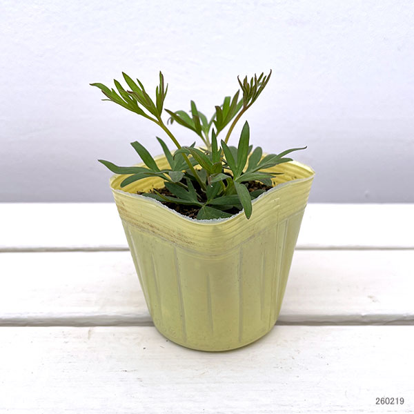 デルフィニウム：ザリル3.5号ポット