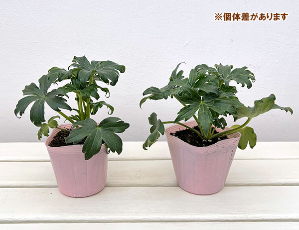 デルフィニウム：レキーニー3-3.5号ポット