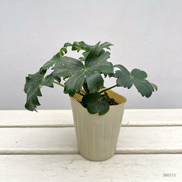 デルフィニウム：レキーニー3-3.5号ポット