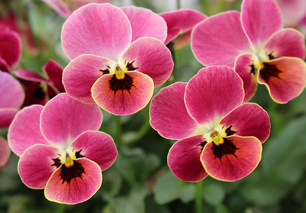 見元園芸さんのビオラ：ディープピンクコアラ3-3.5号ポット