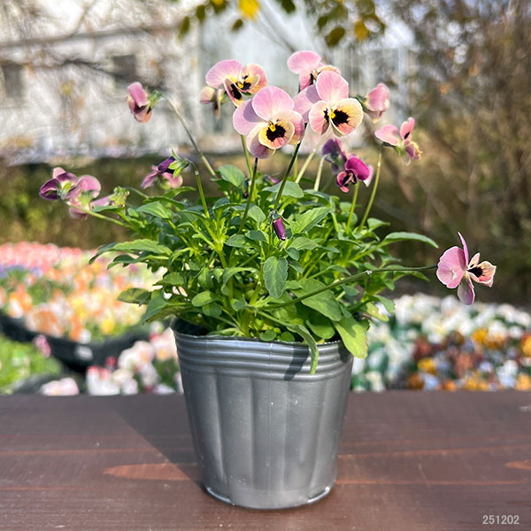 見元園芸さんのビオラ：ディープピンクコアラ3-3.5号ポット 3株セット