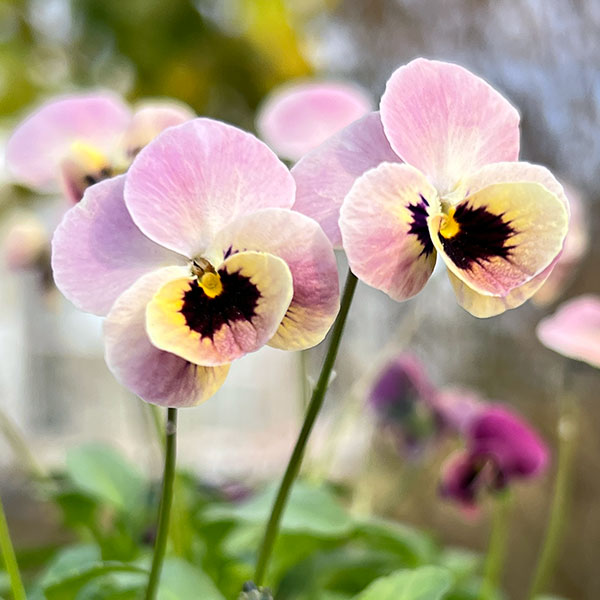 見元園芸さんのビオラ：ディープピンクコアラ3-3.5号ポット 3株セット