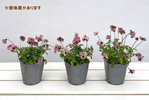 見元園芸さんのビオラ：ディープピンクコアラ3-3.5号ポット 3株セット