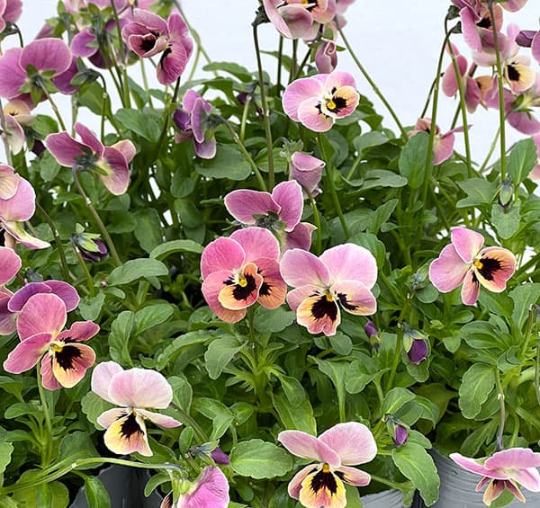 見元園芸さんのビオラ：ディープピンクコアラ3-3.5号ポット 3株セット