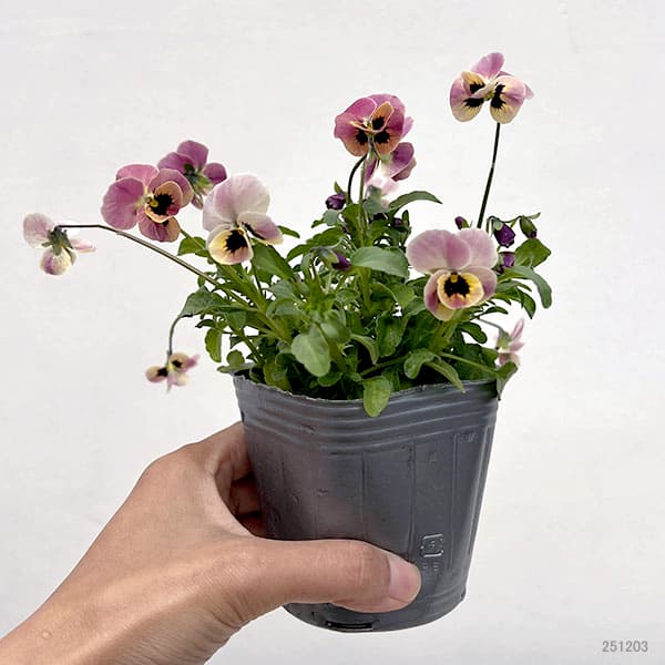 見元園芸さんのビオラ：ディープピンクコアラ3-3.5号ポット 3株セット