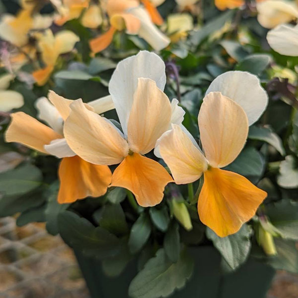 見元園芸さんのビオラ：タンジェリーナジョリーププ3-3.5号ポット