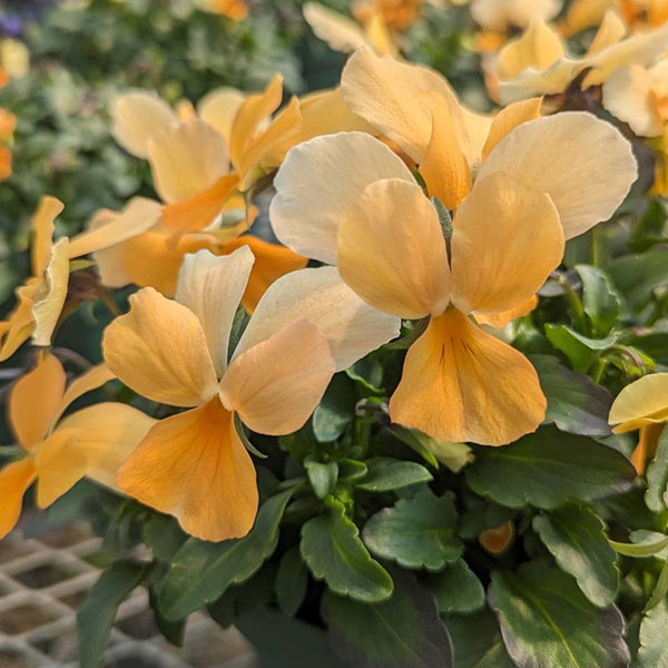 見元園芸さんのビオラ：タンジェリーナジョリーププ3-3.5号ポット