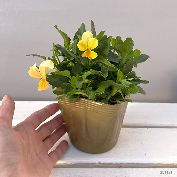 見元園芸さんのビオラ：タンジェリーナジョリーププ3-3.5号ポット
