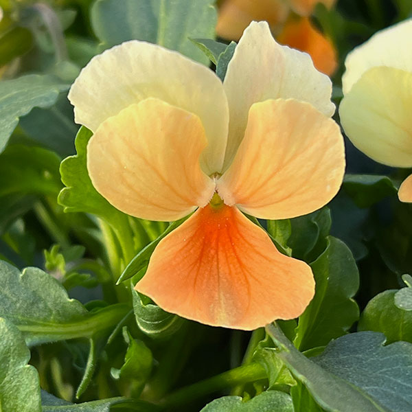 見元園芸さんのビオラ：タンジェリーナジョリーププ3-3.5号ポット