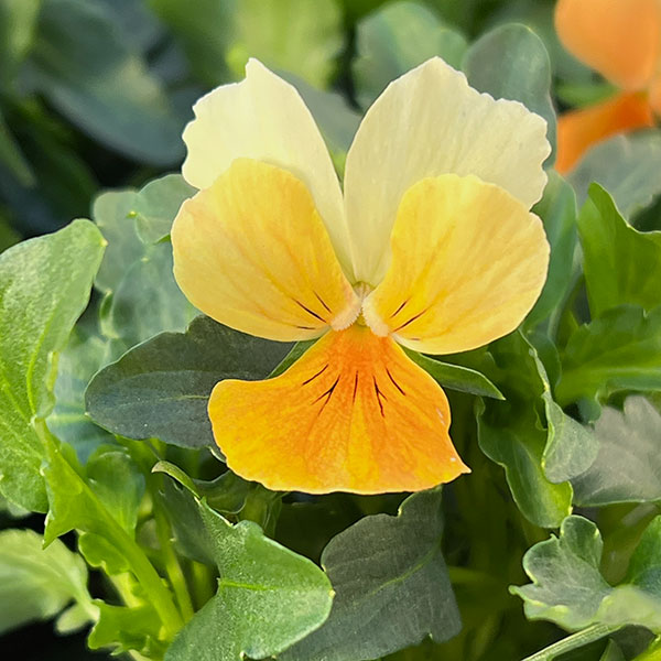 見元園芸さんのビオラ：タンジェリーナジョリーププ3-3.5号ポット