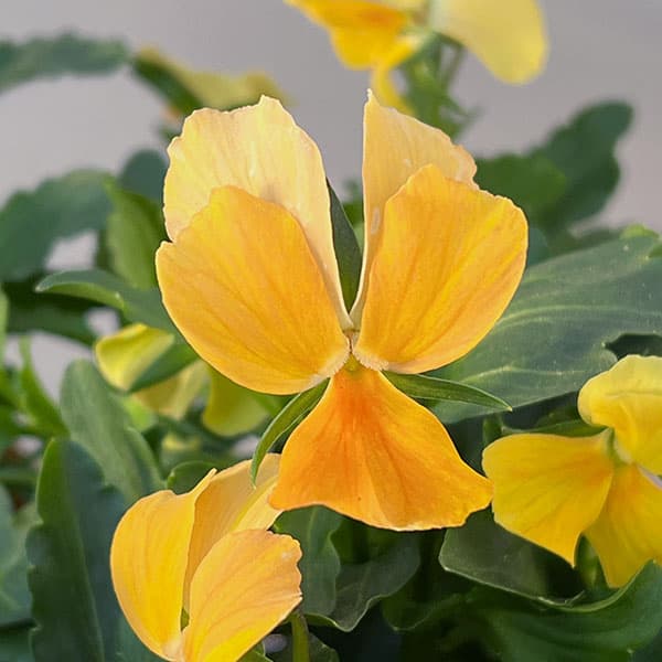 見元園芸さんのビオラ：タンジェリーナジョリーププ3-3.5号ポット