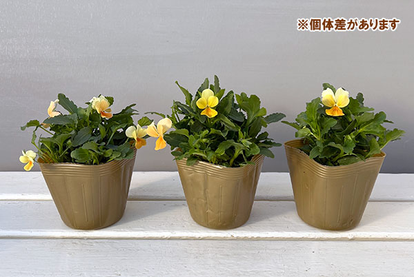 見元園芸さんのビオラ：タンジェリーナジョリーププ3-3.5号ポット