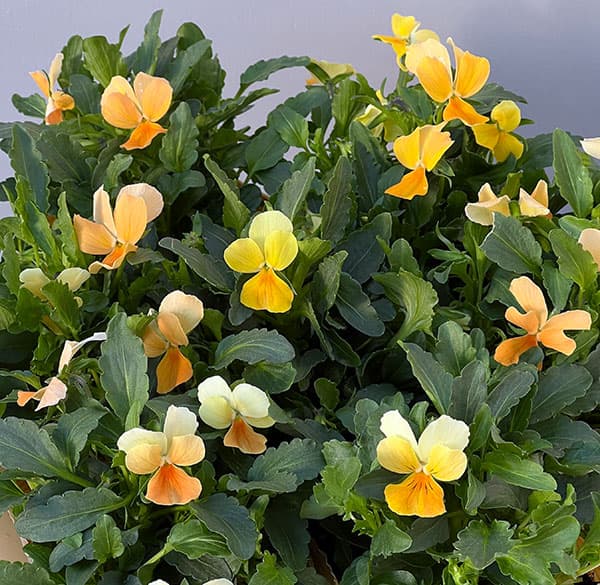 見元園芸さんのビオラ：タンジェリーナジョリーププ3-3.5号ポット