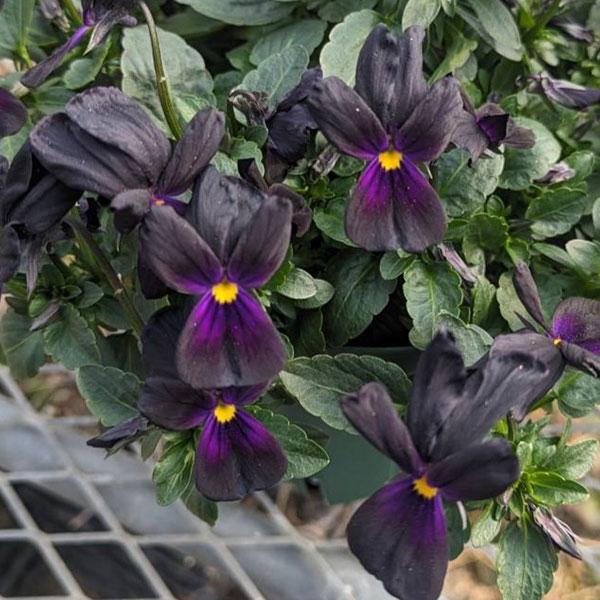 見元園芸さんのビオラ：マットブラッキーププ3-3.5号ポット
