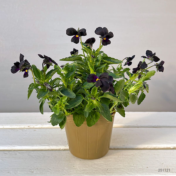 見元園芸さんのビオラ：マットブラッキーププ3-3.5号ポット