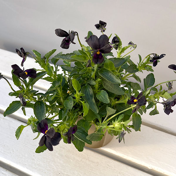 見元園芸さんのビオラ：マットブラッキーププ3-3.5号ポット