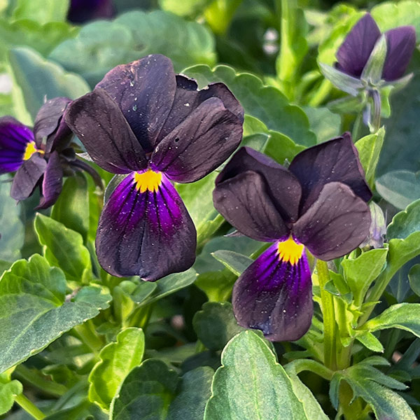 見元園芸さんのビオラ：マットブラッキーププ3-3.5号ポット