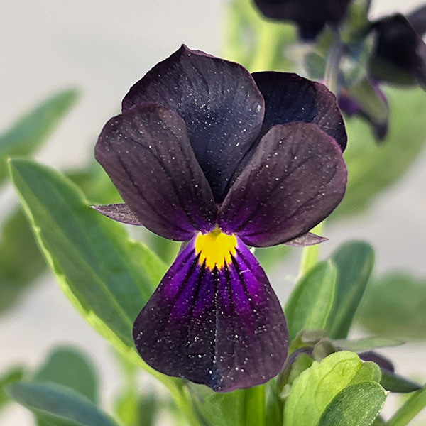 見元園芸さんのビオラ：マットブラッキーププ3-3.5号ポット