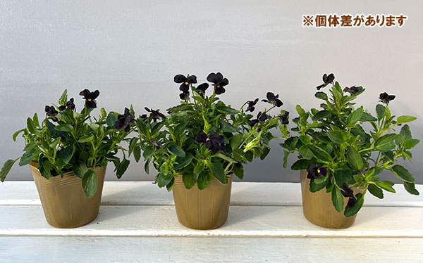 見元園芸さんのビオラ：マットブラッキーププ3-3.5号ポット