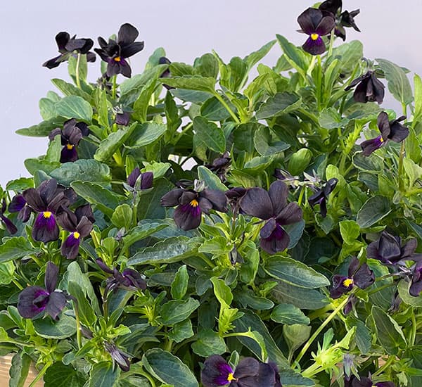 見元園芸さんのビオラ：マットブラッキーププ3-3.5号ポット