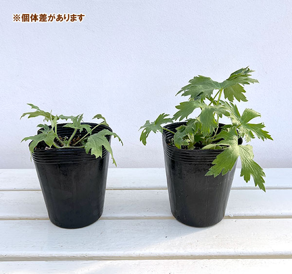 デルフィニウム：パープルサプライズ4号ポット