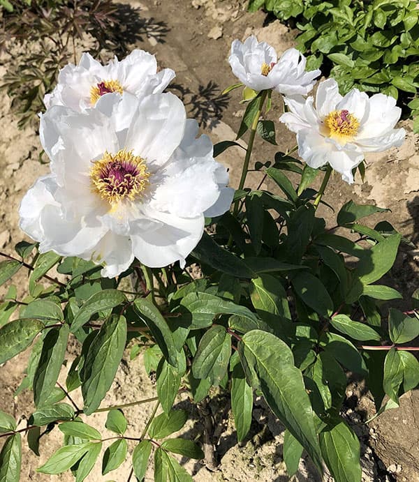 中国原種牡丹(ぼたん):薬用牡丹 鳳丹4号ポット